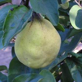 Gutui "Beretzki"