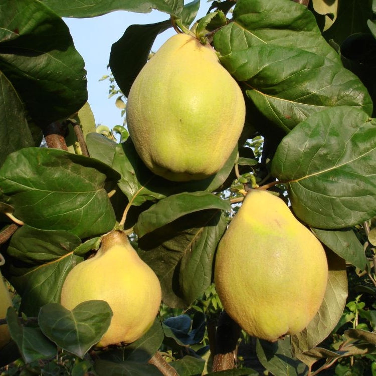 Gutui "Beretzki"