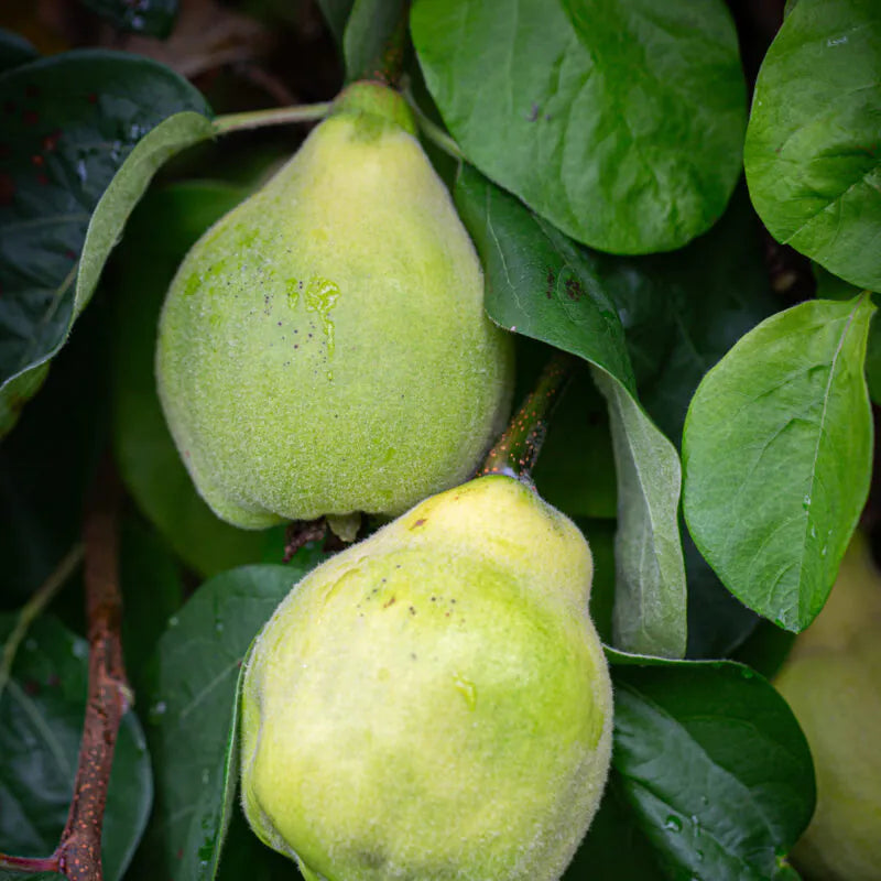 Gutui "Beretzki"