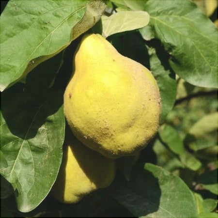 Gutui de Huși