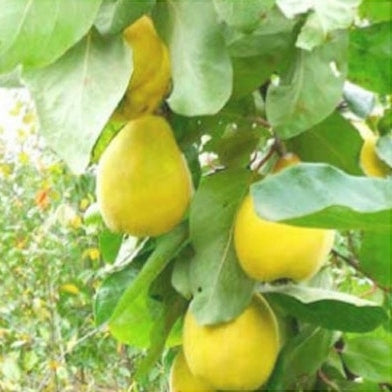 Gutui de Huși