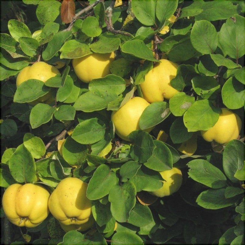 Gutui de Portugalia