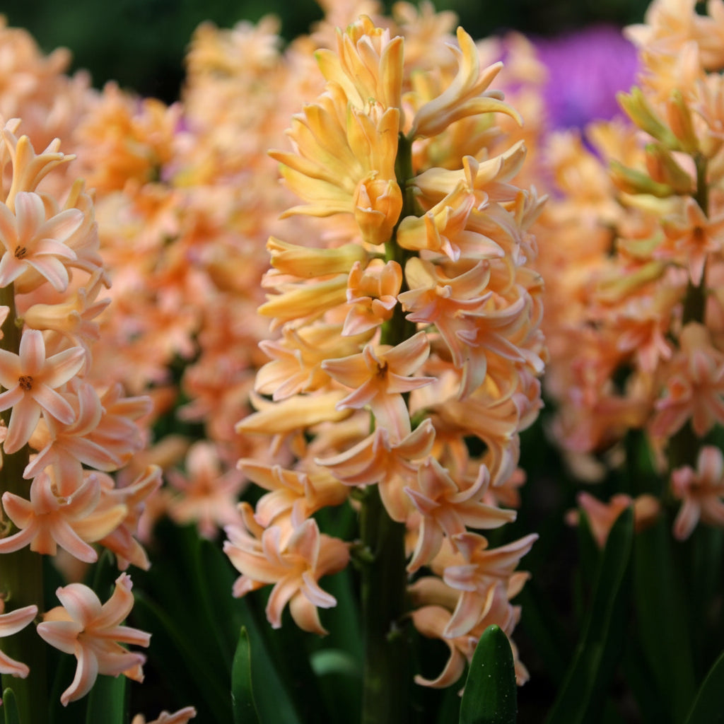 Hyacinthus Gipsy Queen floare parfumată de grădină