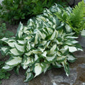 Hosta "Fire and Ice"