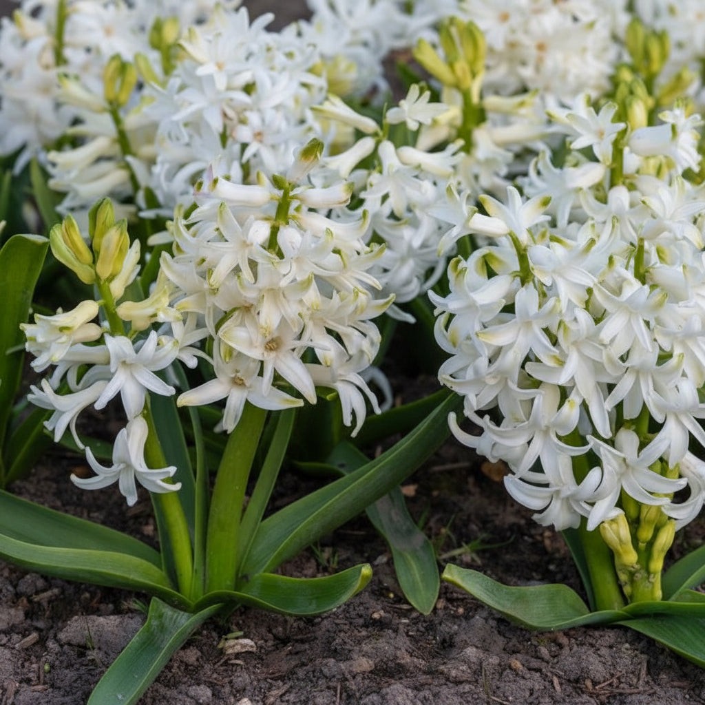 Bulbi de Zambile „White Pearl” 2 buc – bulbi de flori, fotografia 3 | Regatul Plantelor