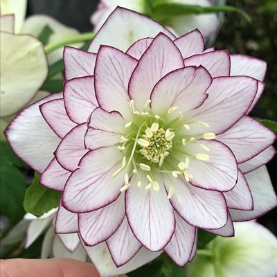 Helleborus ”Moonlit Edge”, 1 Bucată