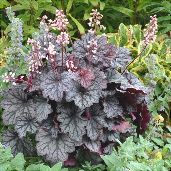 Heuchera Palace Purple