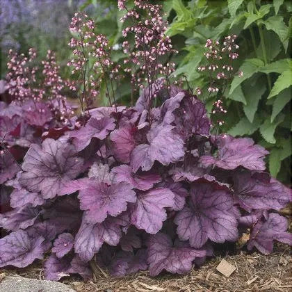 Heuchera Palace Purple