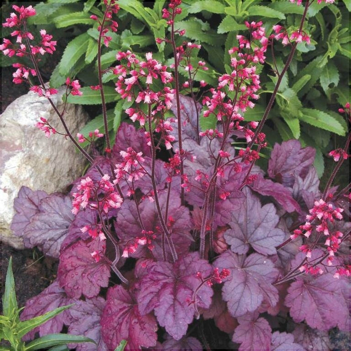 Heuchera Palace Purple