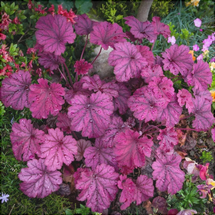 Heuchera Palace Purple