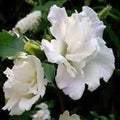 Hibiscus "Admiral Dewey"