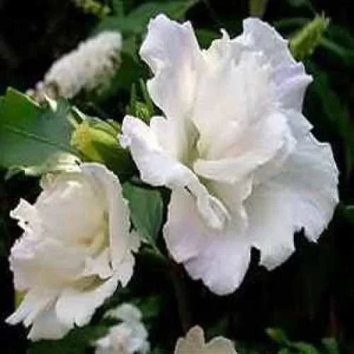 Hibiscus "Admiral Dewey"