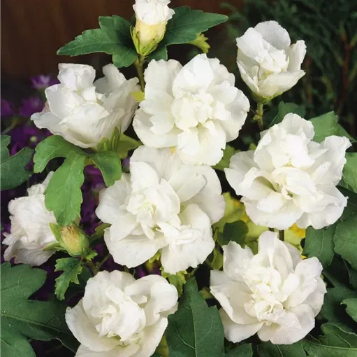 Hibiscus "Admiral Dewey"