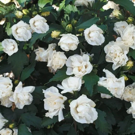 Hibiscus "Admiral Dewey"