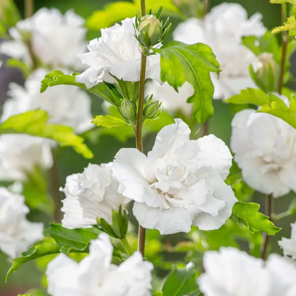 Hibiscus "Admiral Dewey"