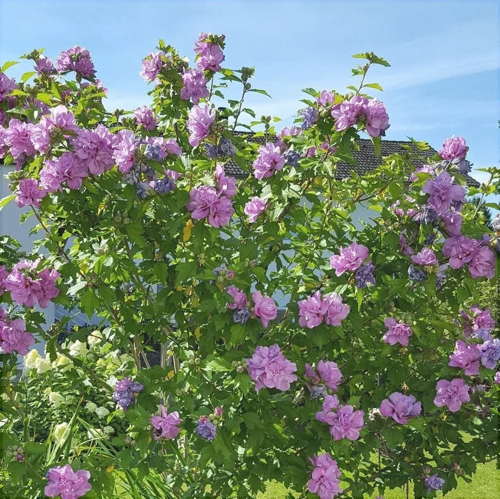 Hibiscus "Ardens"