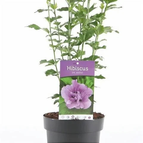 Hibiscus "Ardens"