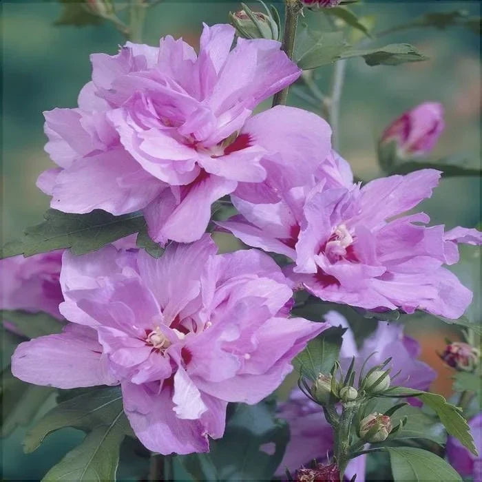 Hibiscus "Ardens"