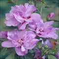 Hibiscus "Ardens"
