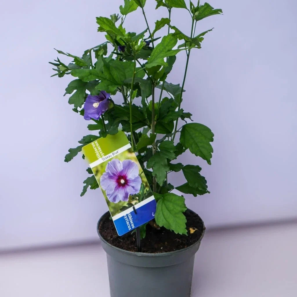 Hibiscus "Oiseau Bleu”
