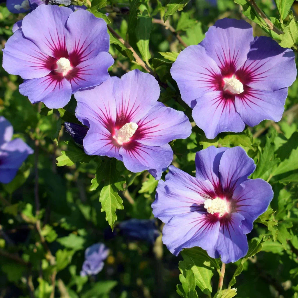 Hibiscus "Oiseau Bleu”