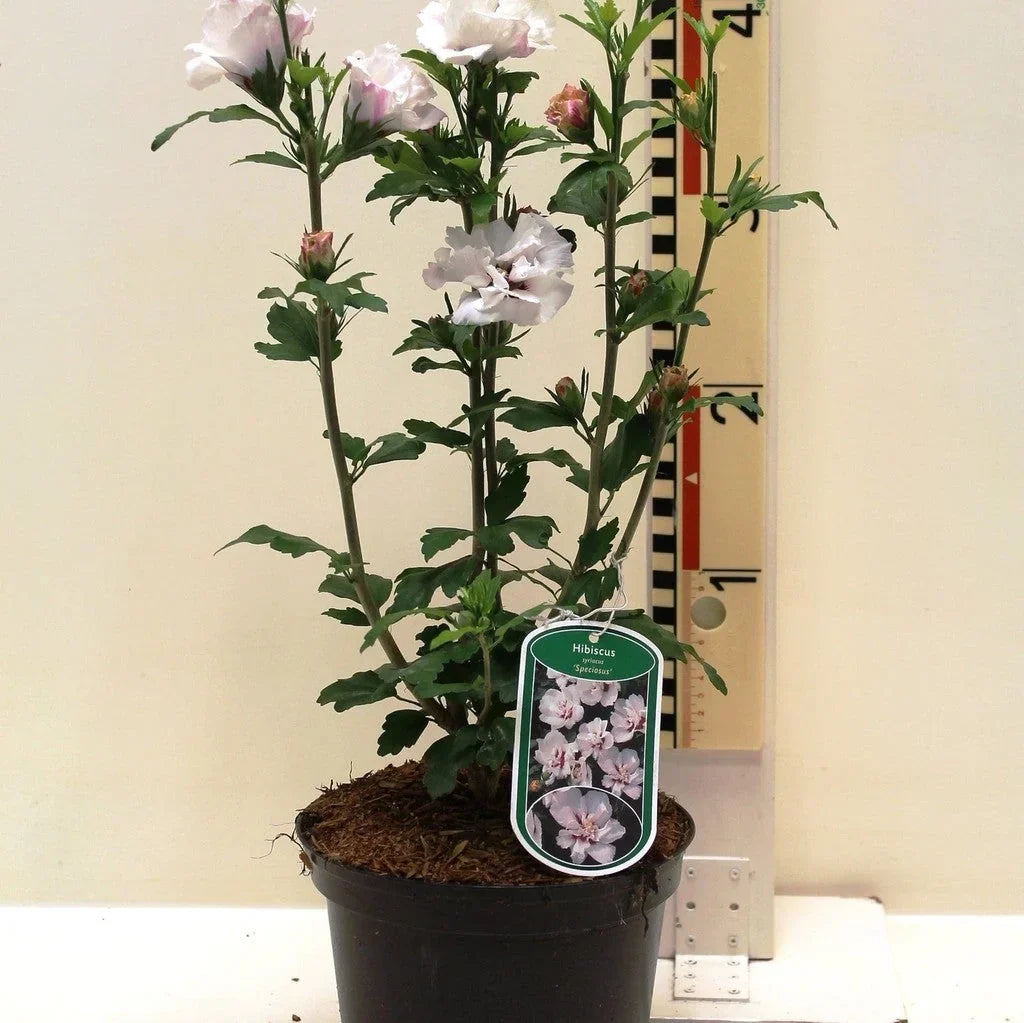 Hibiscus "Speciosus"