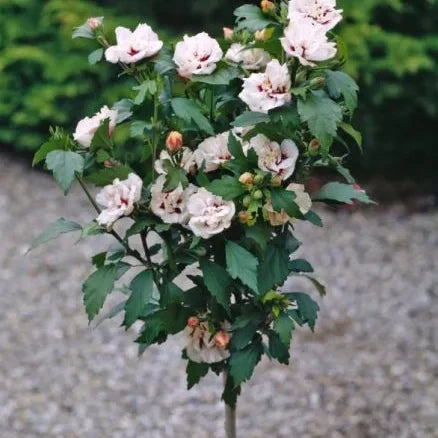 Hibiscus "Speciosus"