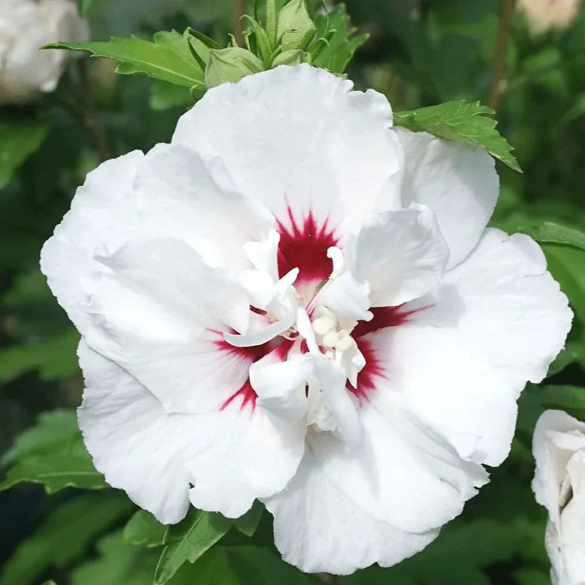 Hibiscus "Speciosus"