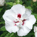 Hibiscus "Speciosus"
