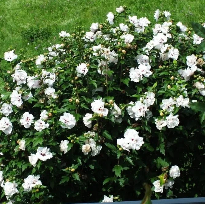 Hibiscus "Speciosus"
