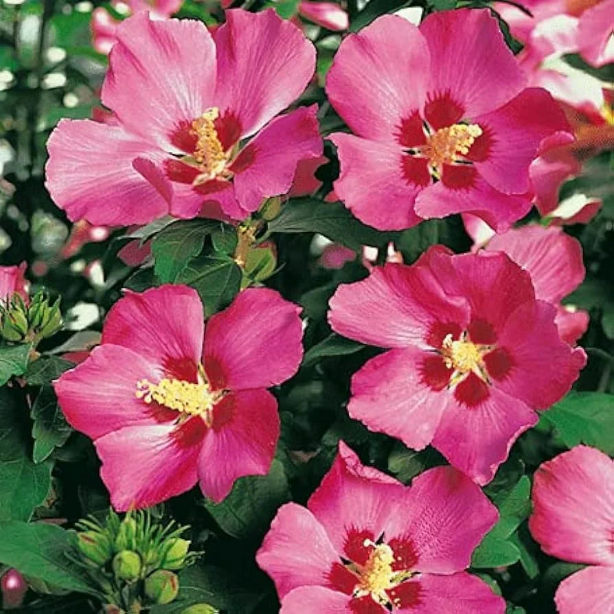 Hibiscus "Woodbridge"