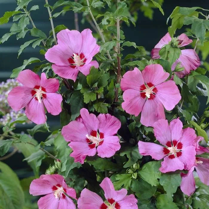 Hibiscus "Woodbridge"