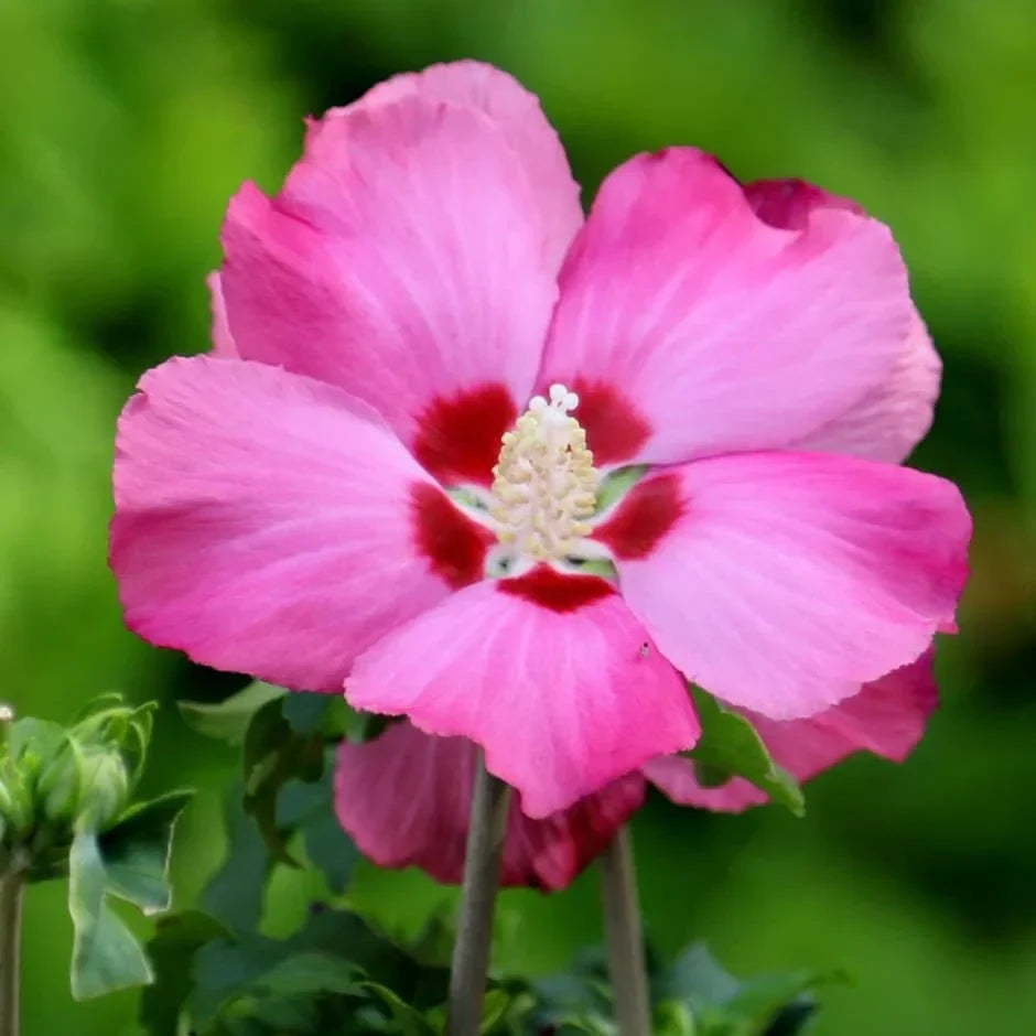 Hibiscus "Woodbridge"