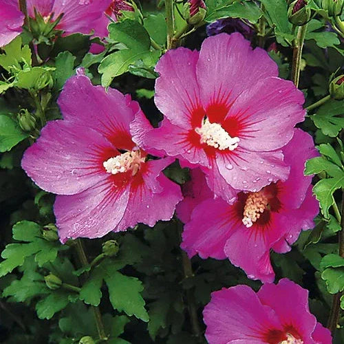 Hibiscus "Woodbridge"
