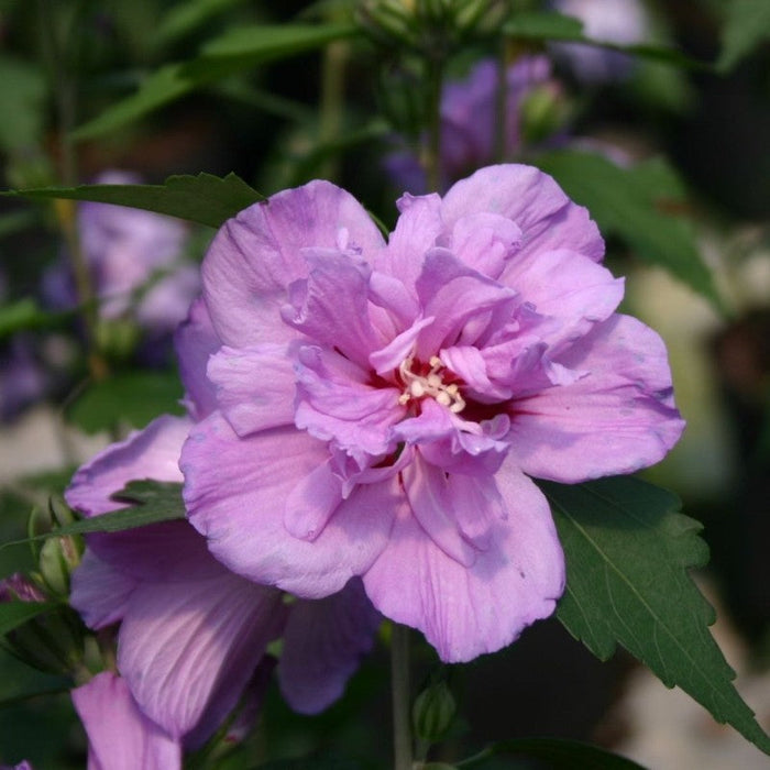 Hibiscus, la Ghiveci