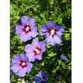 Hibiscus Mov