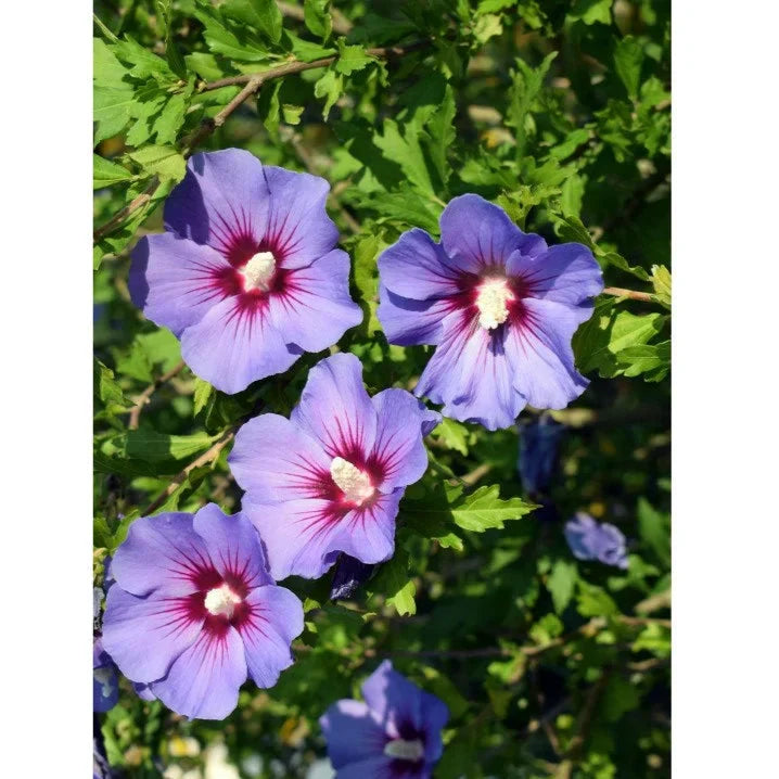 Hibiscus Mov