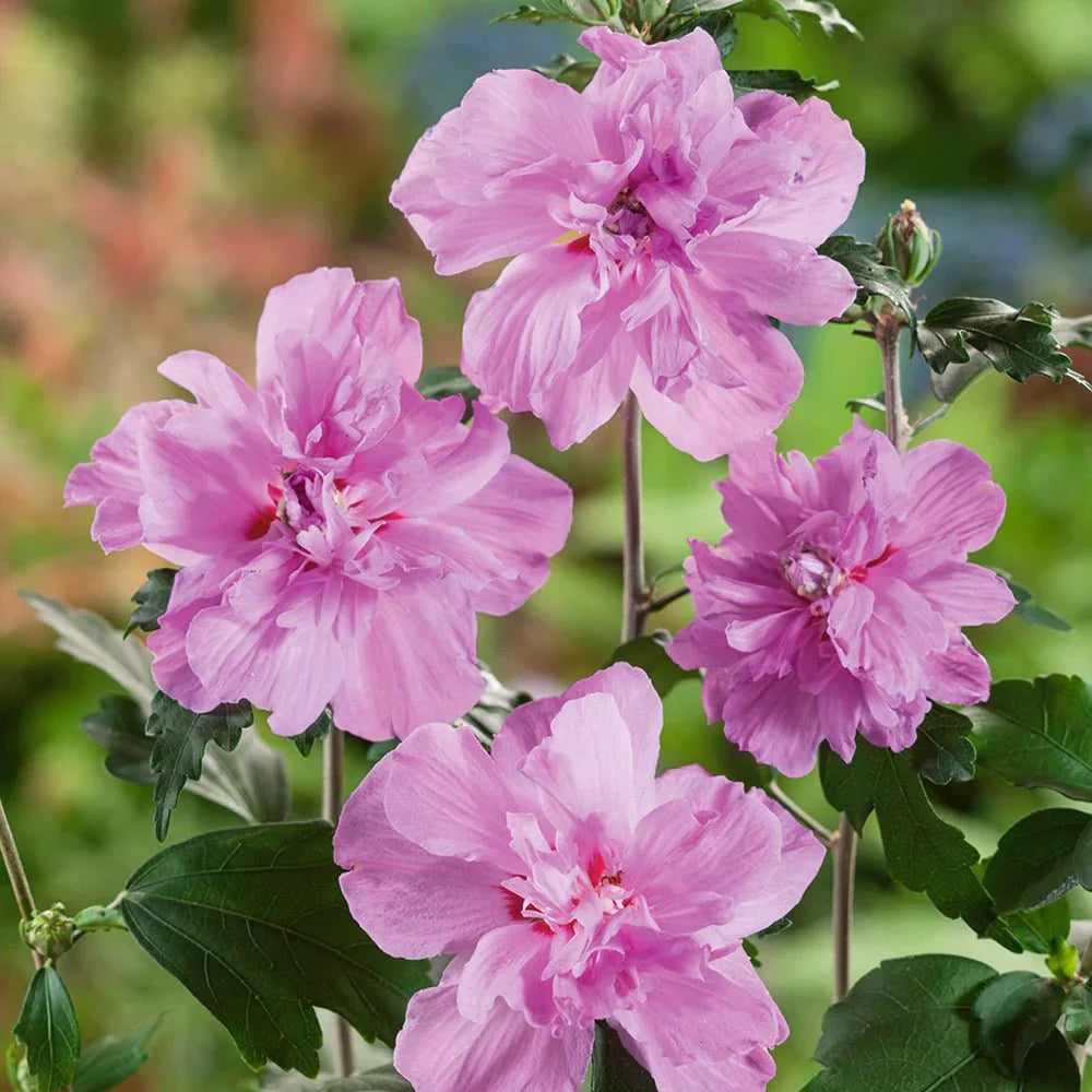 Hibiscus Roz