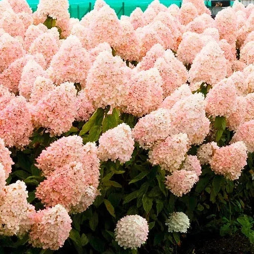 Hortensia Arbustiva Paniculata "Phantom"