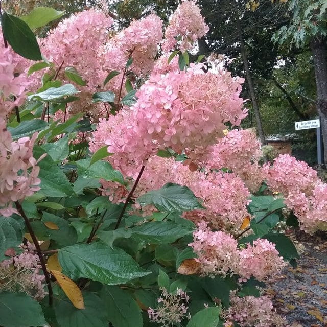 Hortensia Arbustiva Paniculata "Phantom" ,la ghiveci P9
