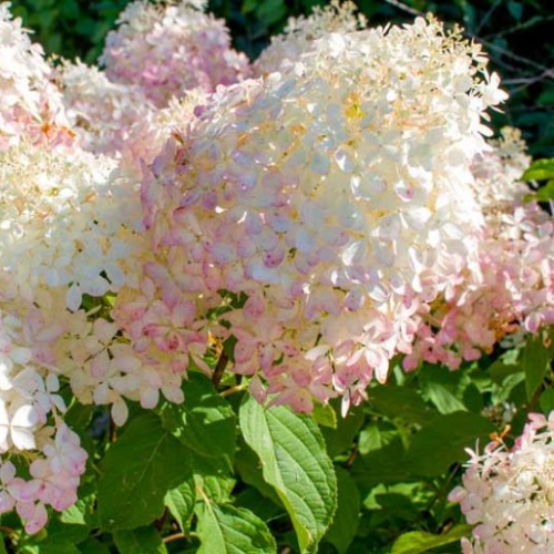 Hortensia Arbustiva Paniculata "Phantom" ,la ghiveci P9