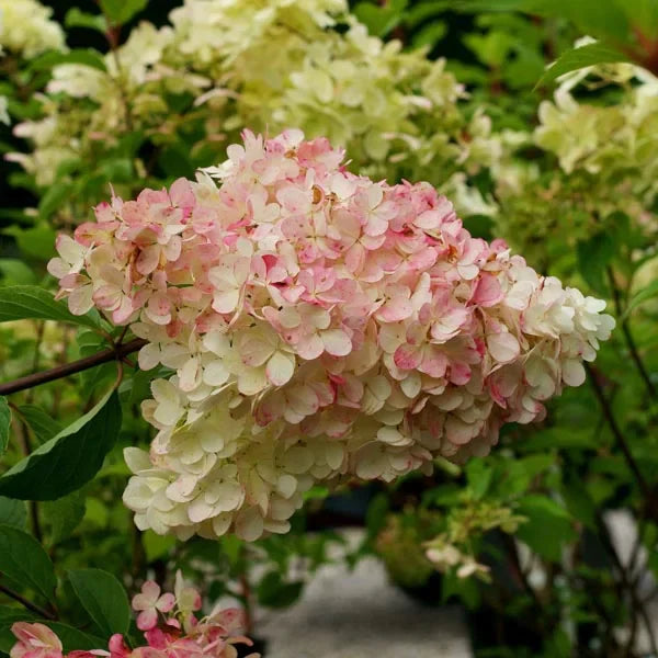 Hortensia Arbustiva Paniculata "Phantom"