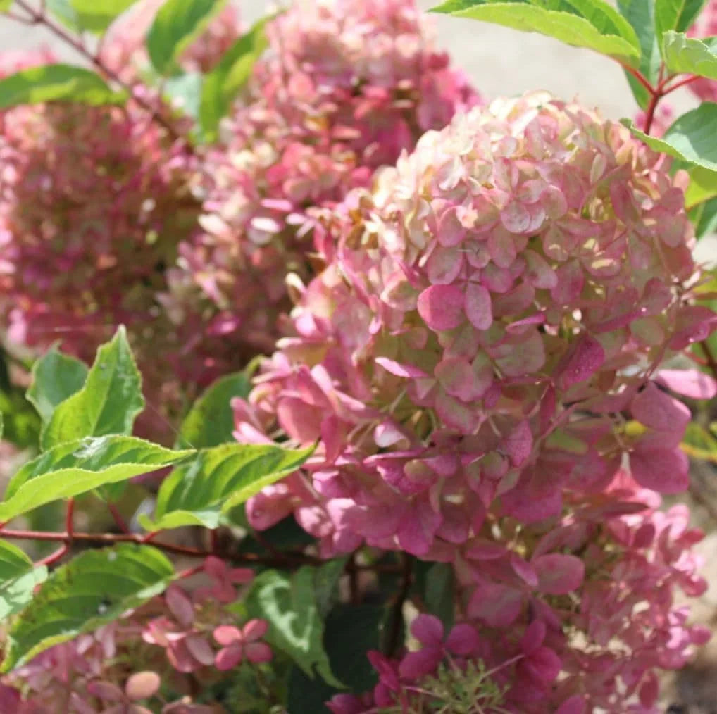 Hortensia Arbustiva Paniculata "Phantom"