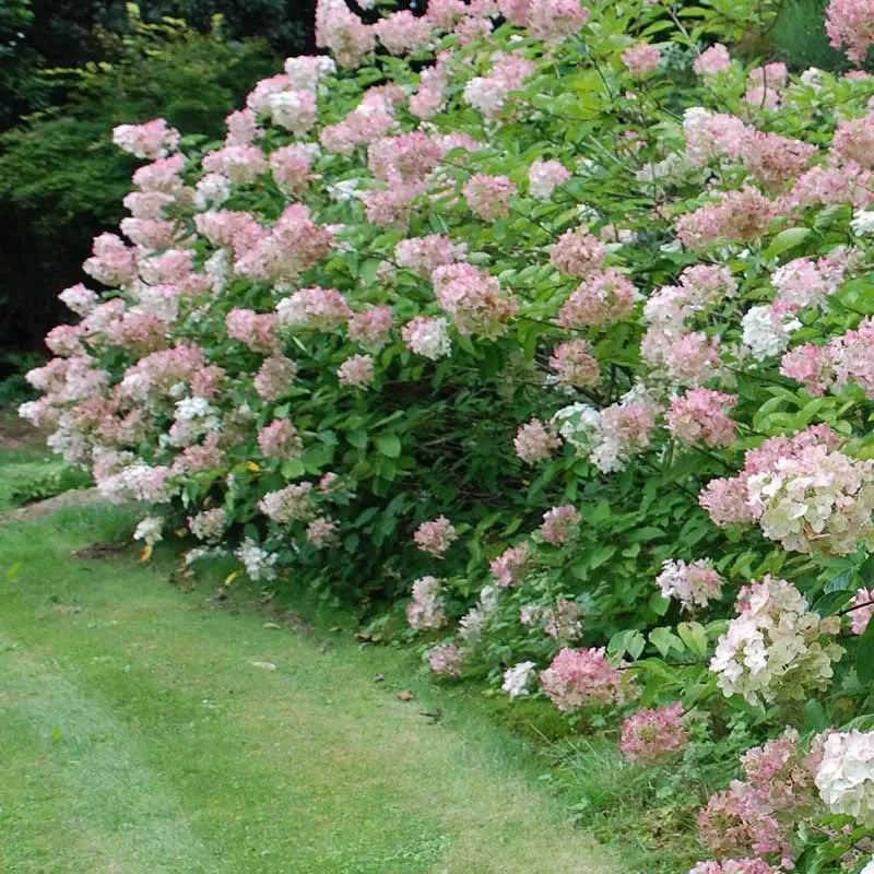 Hortensia Arbustiva Paniculata "Phantom"
