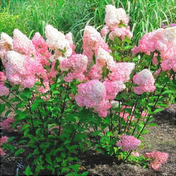 Hortensia Arbustiva Paniculata "Pink Lady"