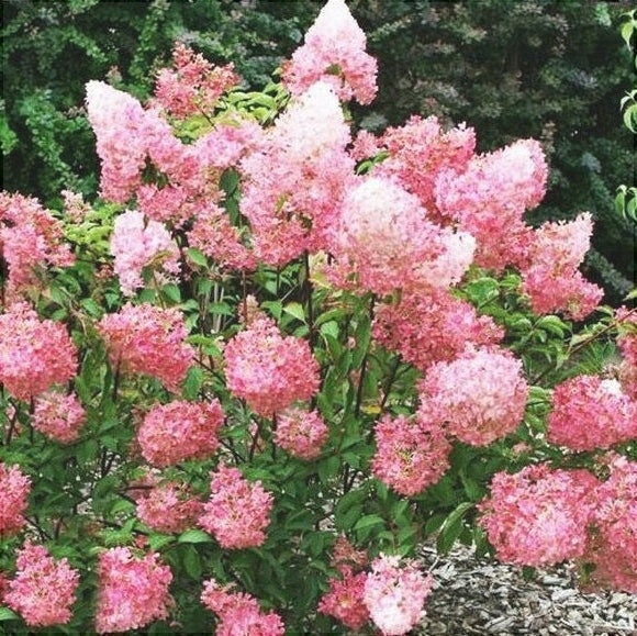 Hortensia Arbustiva Paniculata "Pink Lady" ,la ghiveci P9