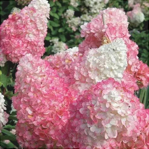 Hortensia Arbustiva Paniculata "Pink Lady"