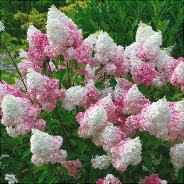 Hortensia Arbustiva Paniculata "Pink Lady" ,la ghiveci P9