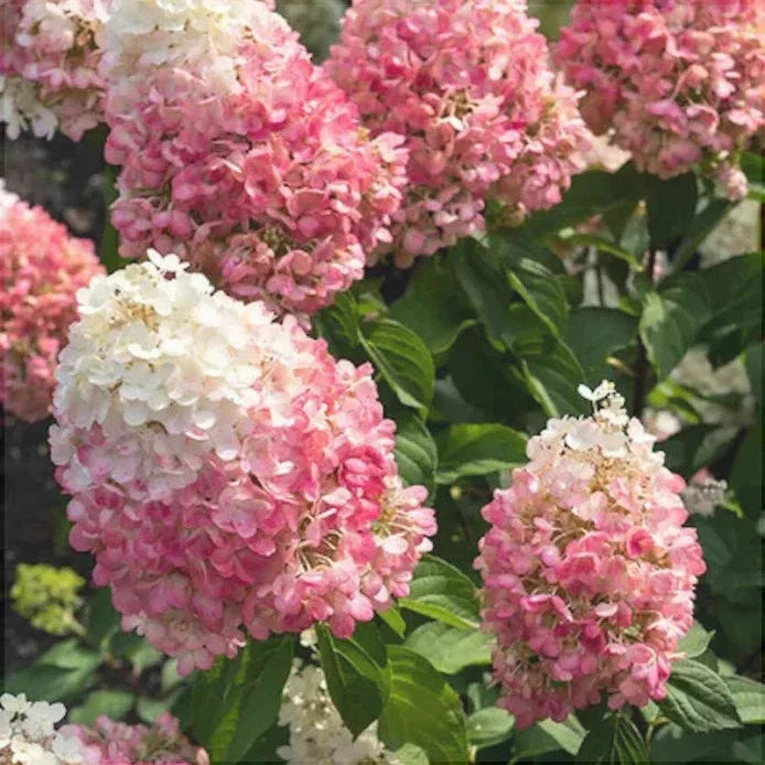Hortensia Arbustiva Paniculata "Pink Lady"