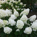 Hortensia Arbustiva Paniculata "Silver Dollar"